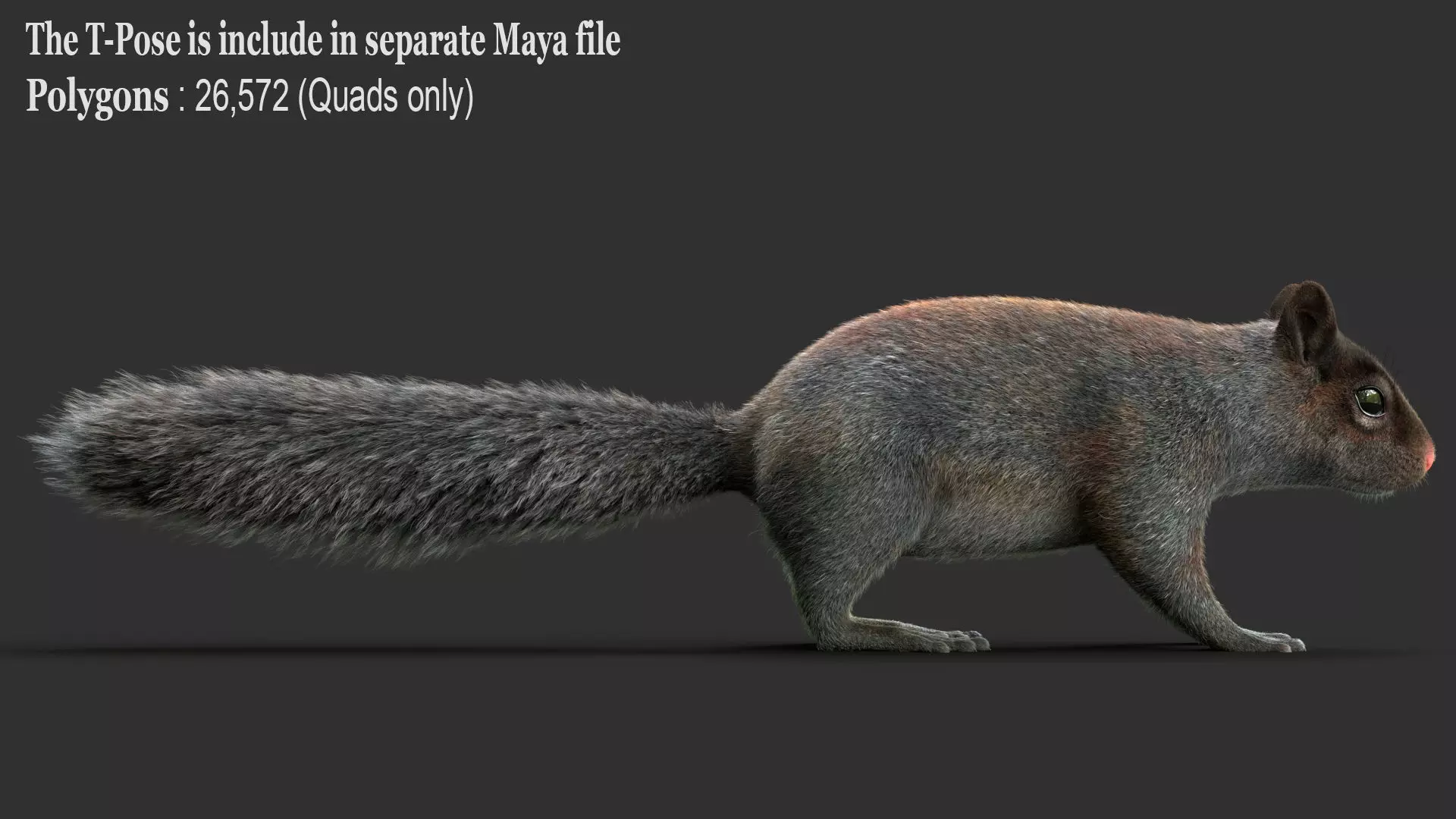 Gray Squirrel Xgen 3D model_9