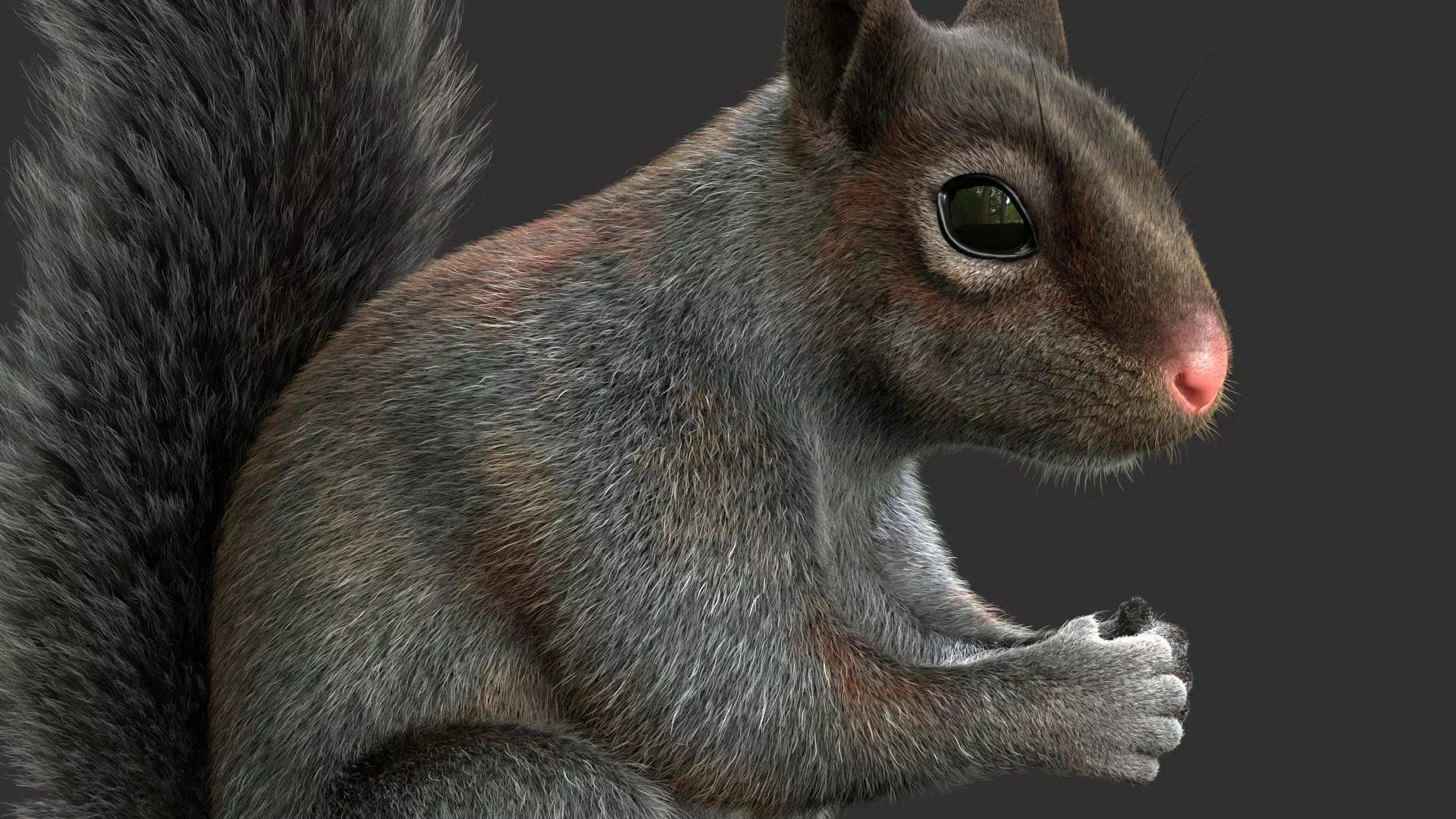 Gray Squirrel Xgen 3D model_3