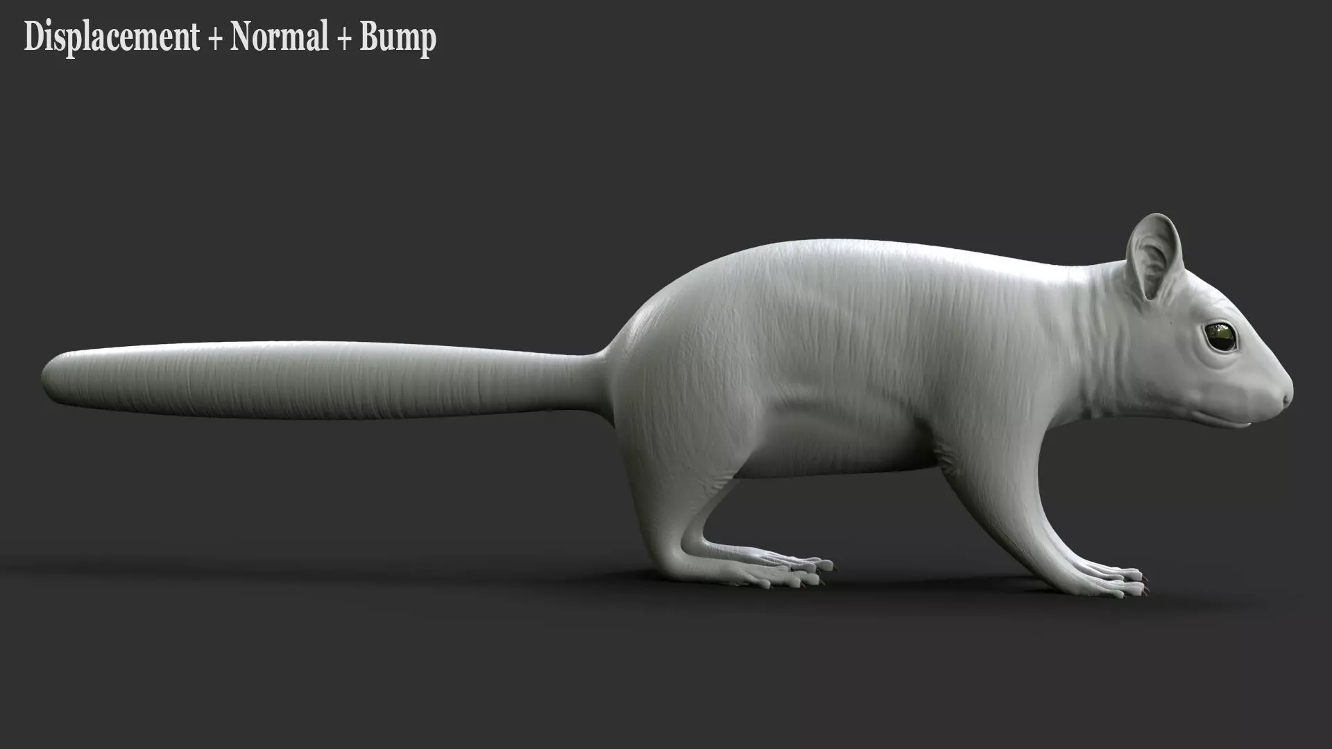 Gray Squirrel Xgen 3D model_14