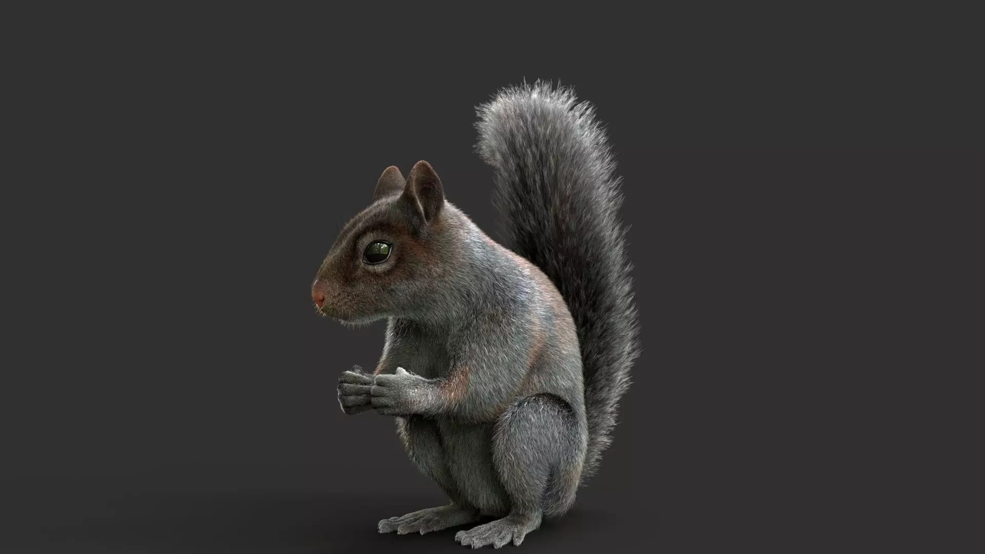 Gray Squirrel Xgen 3D model_6