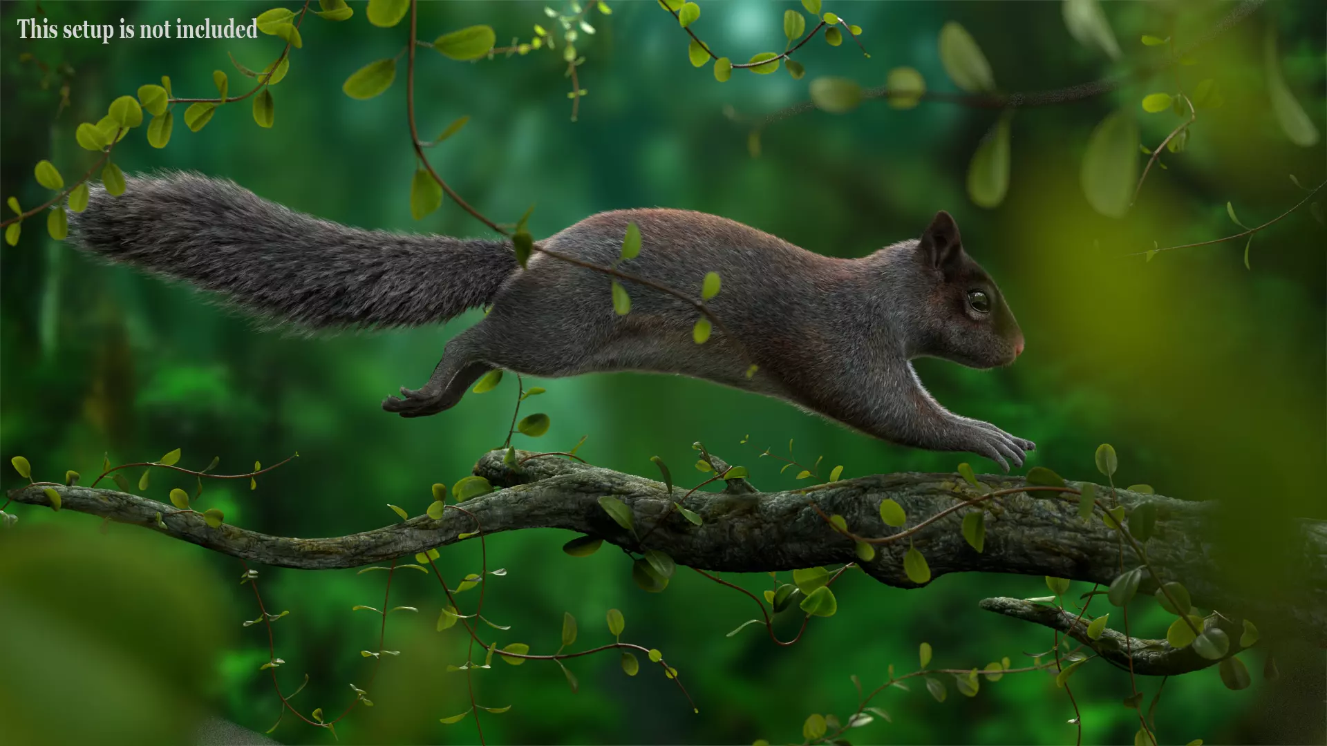 Gray Squirrel Xgen 3D model_2