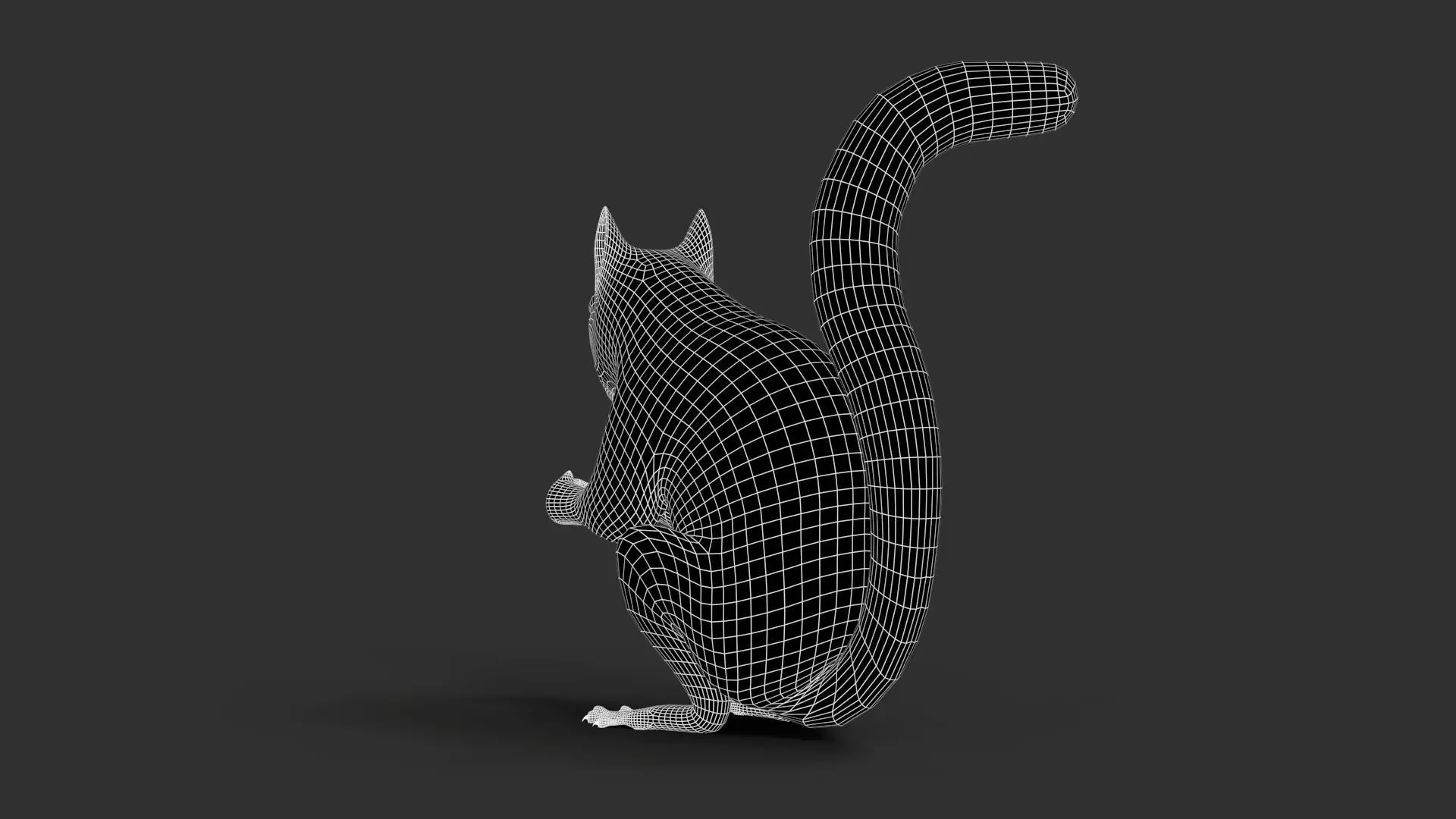 Gray Squirrel Xgen 3D model_13