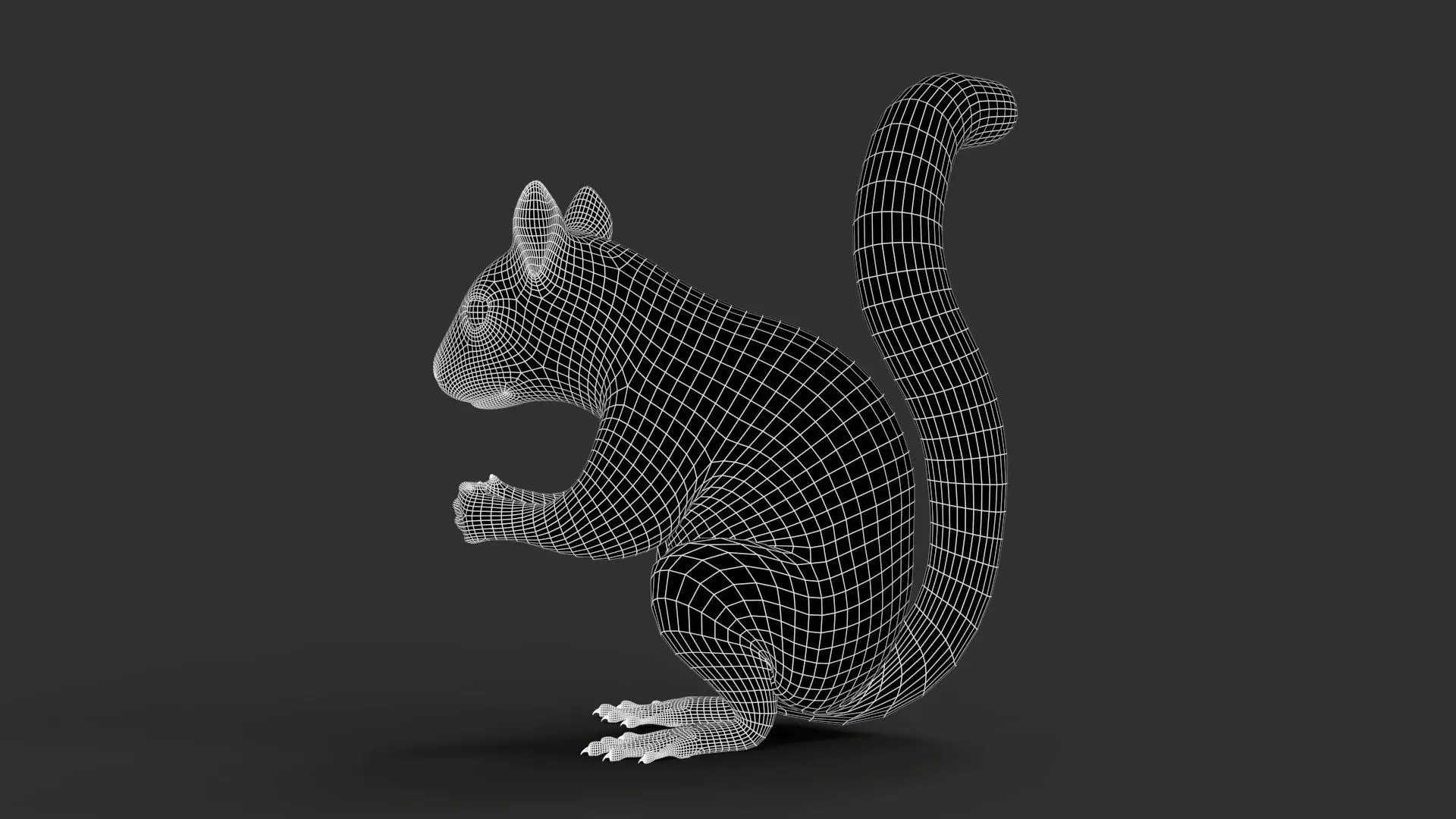 Gray Squirrel Xgen 3D model_12