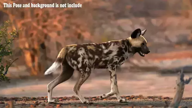 Wild Dog XGen Rigged