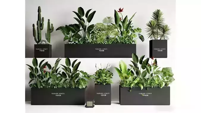 Indoor and Outdoor Decorative Plants