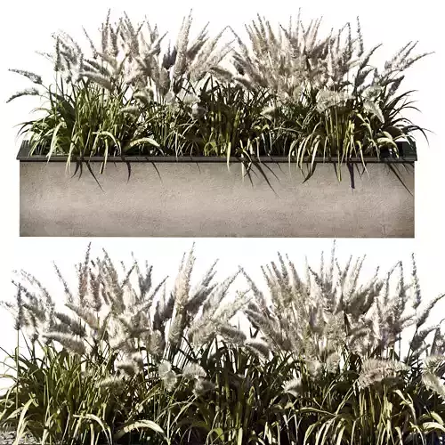 Outdoor Plant 23