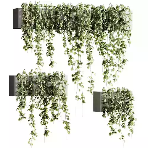 Outdoor Plant 22