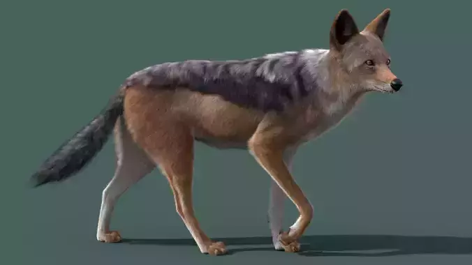 Black Backed Jackal Animated Xgen