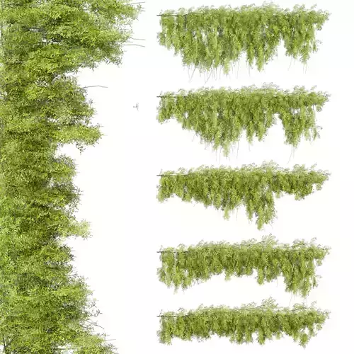 plant vol 698 - bush - ivy - Outdoor