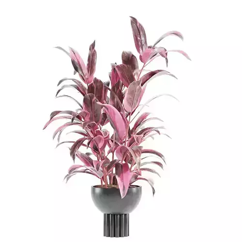 Plants - Shrubs - trees - potted plants