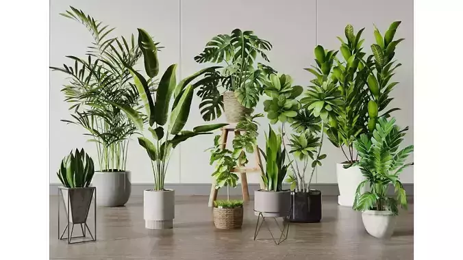 Home Plant Decoration