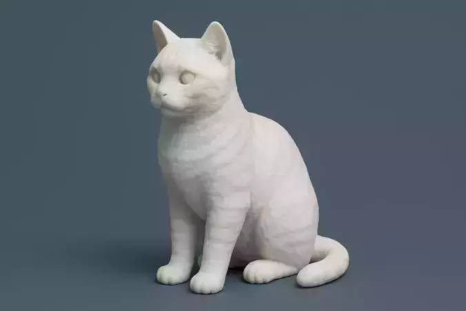 American Shorthair Cat