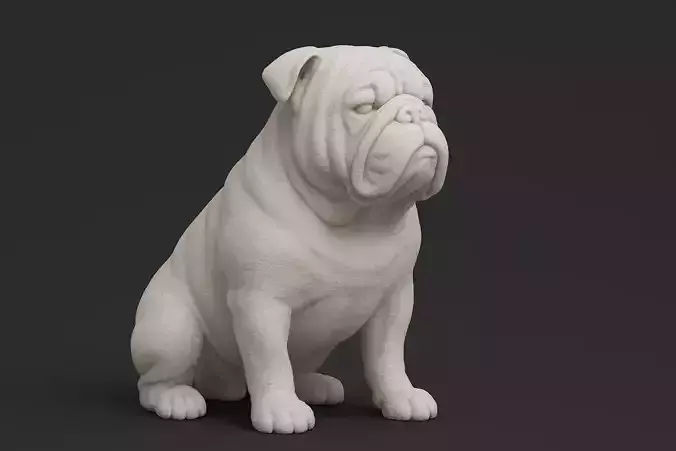English Bulldog