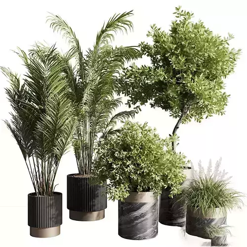 Plants - Shrubs - trees - potted plants