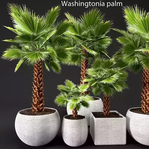 Palm tree Brahea edulis 3D model