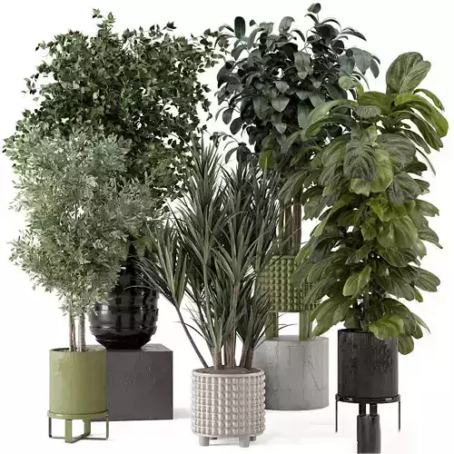 Plants - Shrubs - trees - potted plants