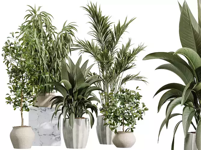 AV Indoor Plants Set 407 Briful Banana Palm Ficus Binnendijkii