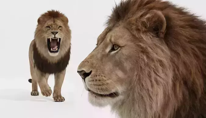 Male Lion Rigged Animated 