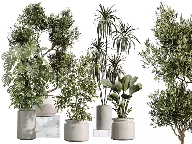 AV Indoor Plants Set 408 Banana Ficus Swiss Cheese olive Lemon