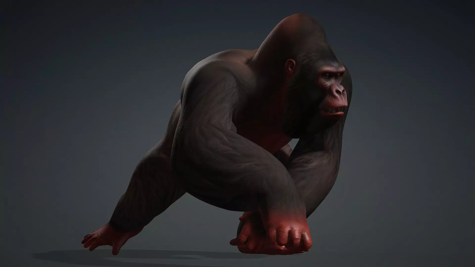 Gorilla-A3 3D model_15