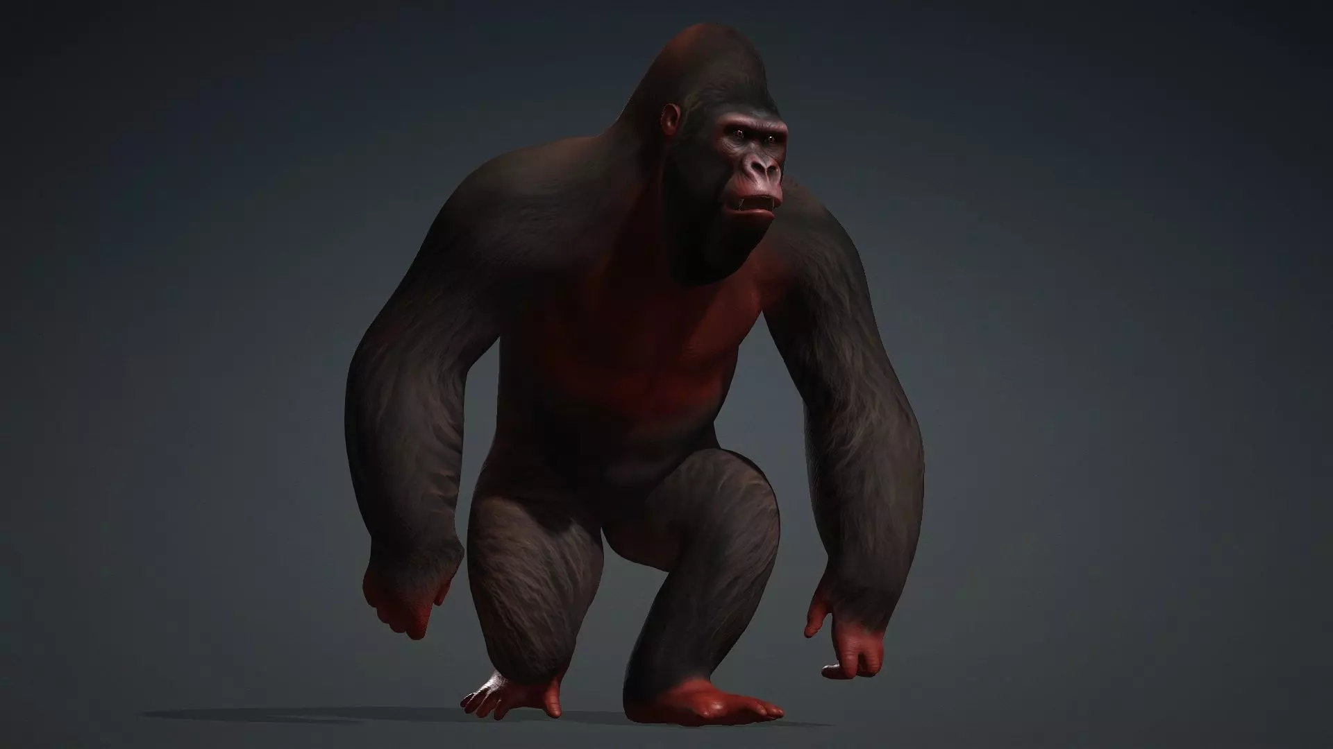 Gorilla-A3 3D model_16