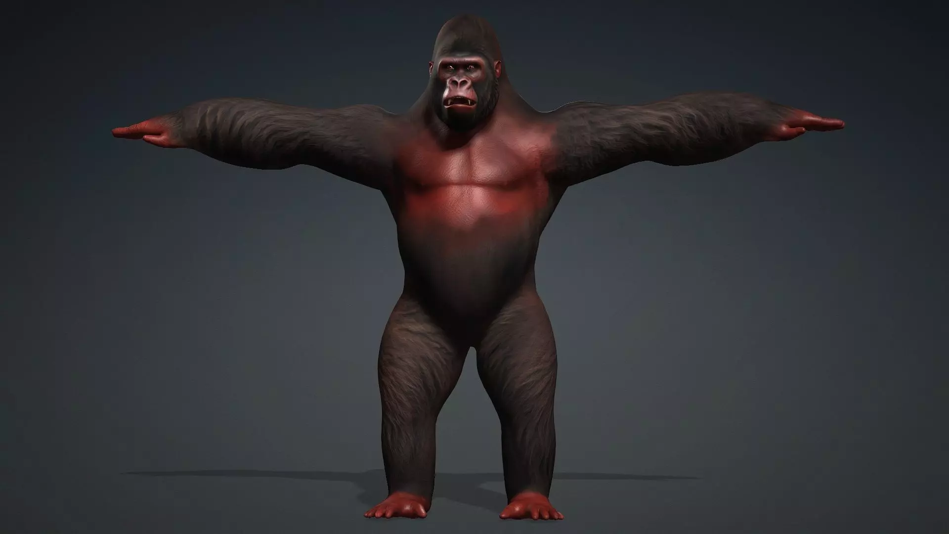 Gorilla-A3 3D model_12