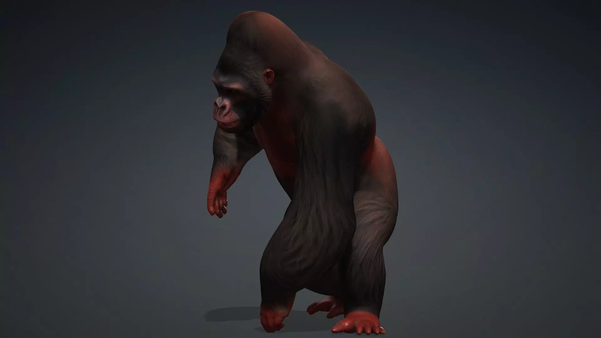 Gorilla-A3 3D model_7
