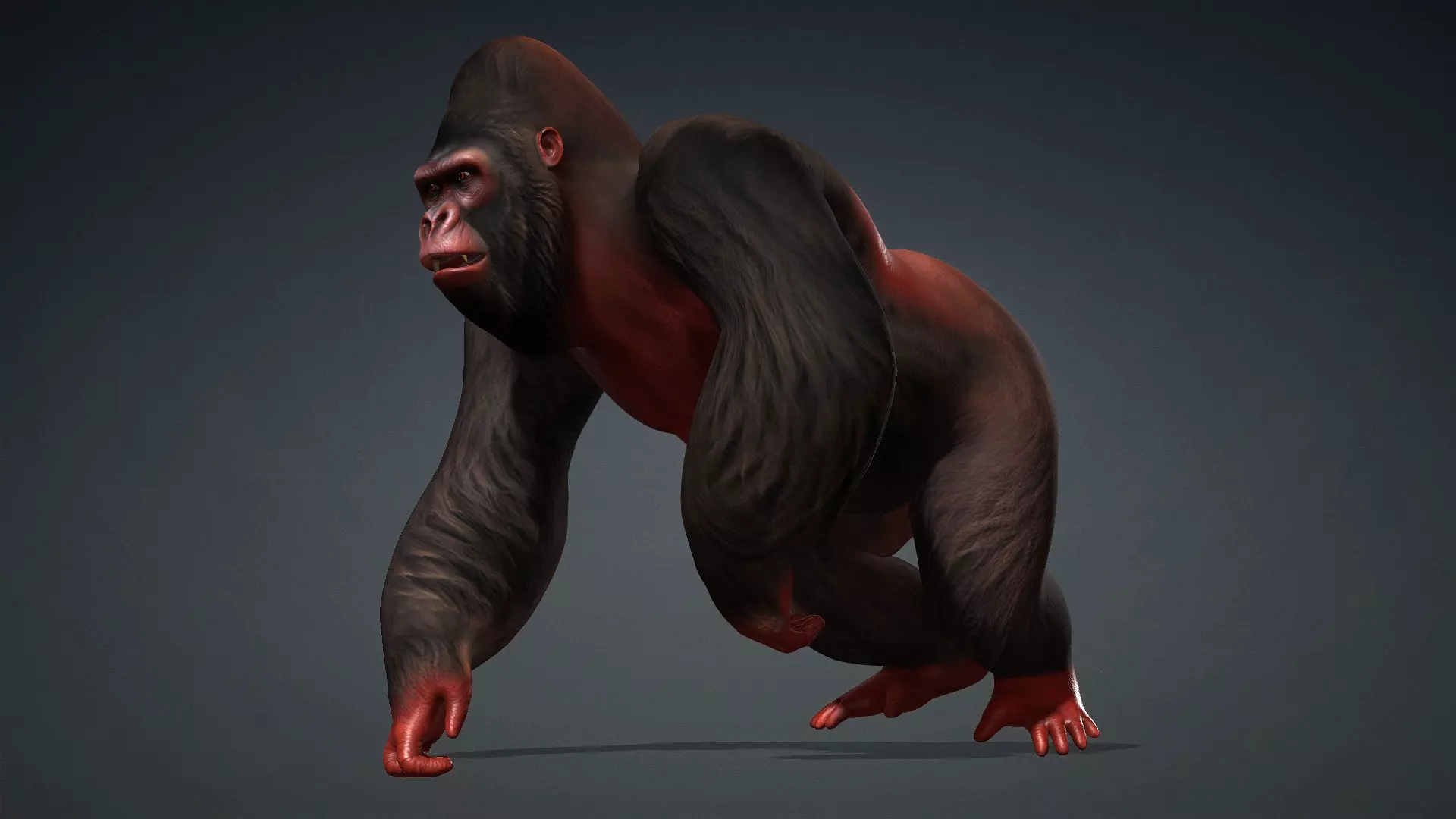 Gorilla-A3 3D model_2