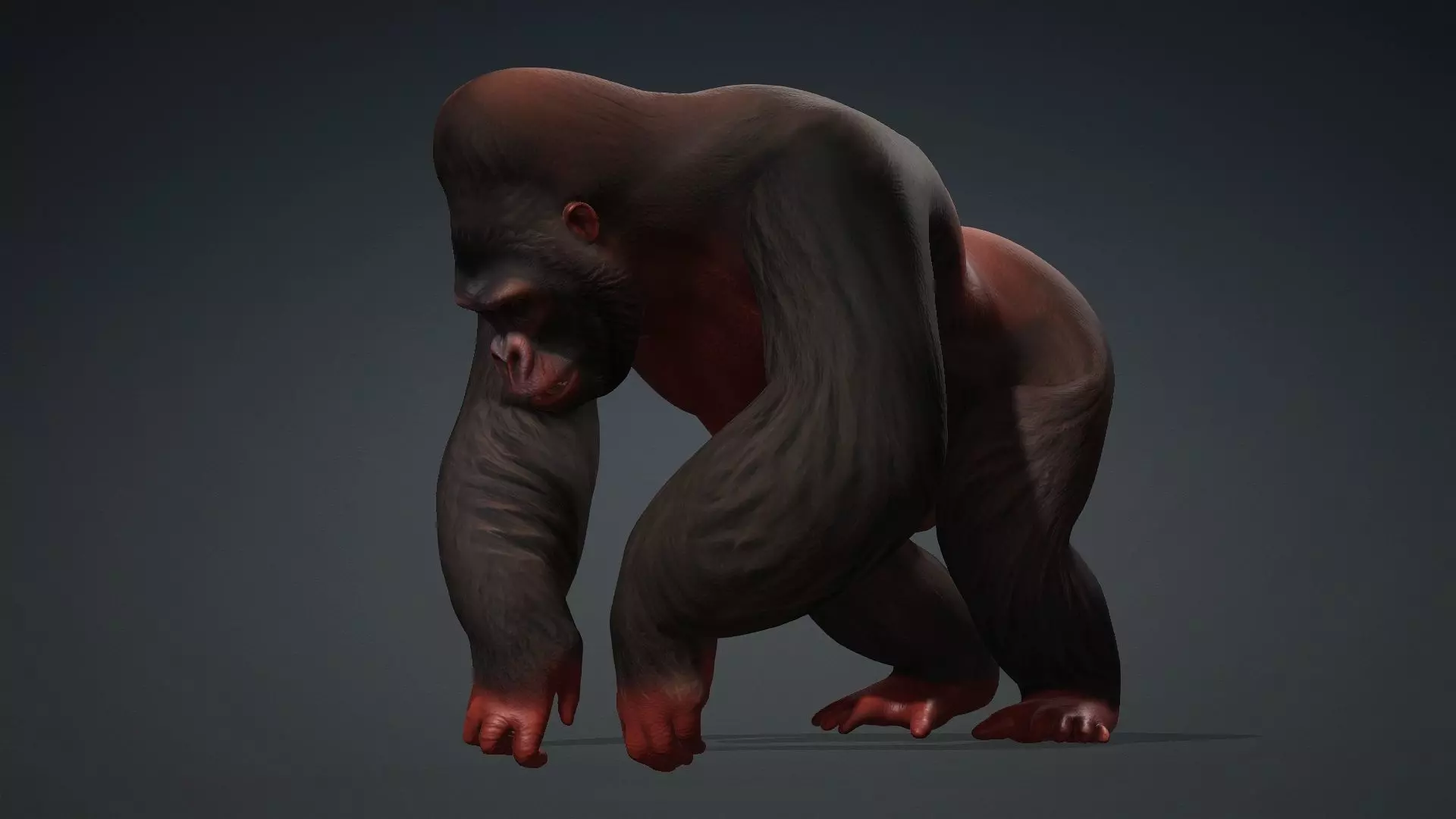 Gorilla-A3 3D model_6