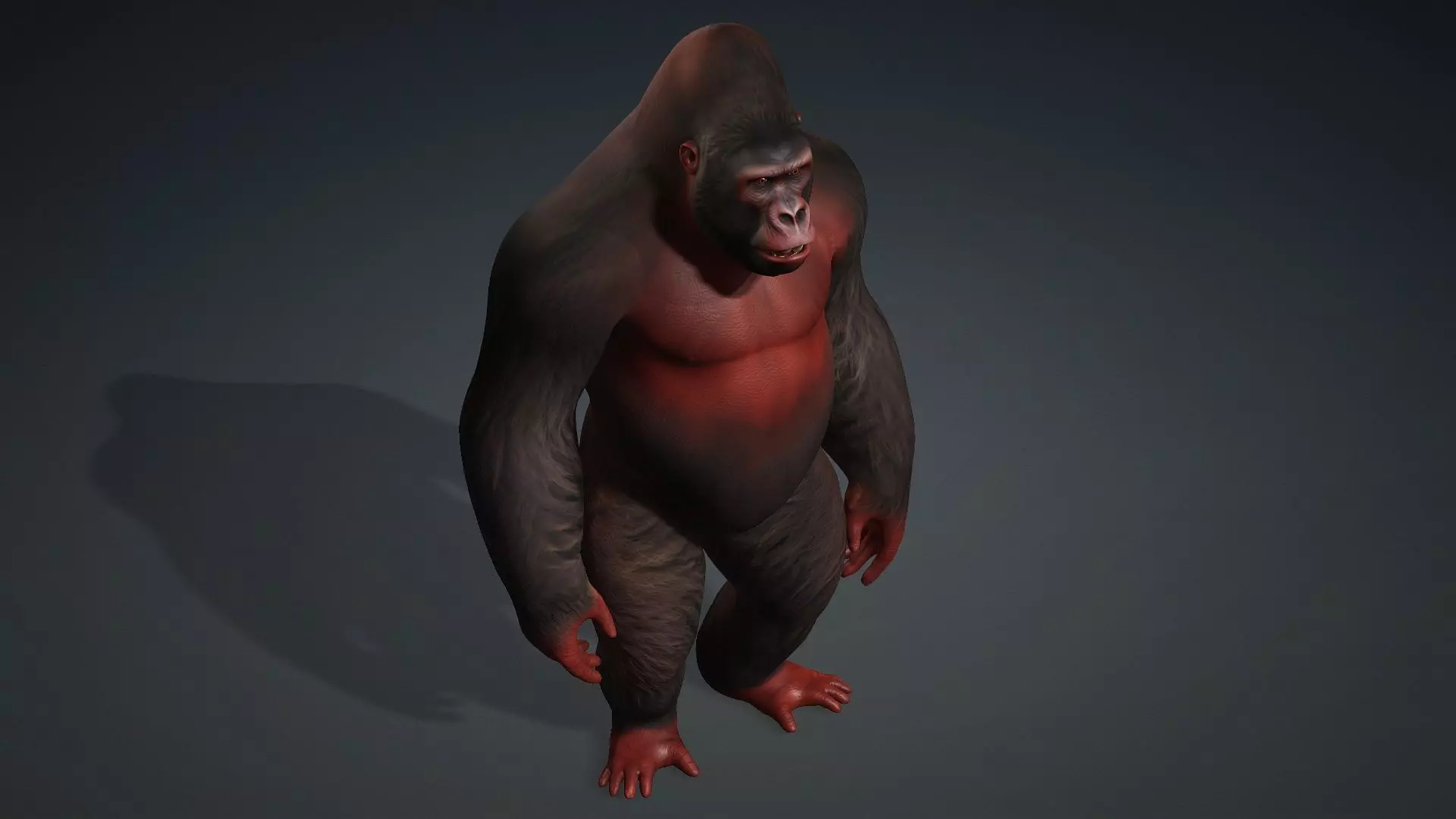 Gorilla-A3 3D model_10