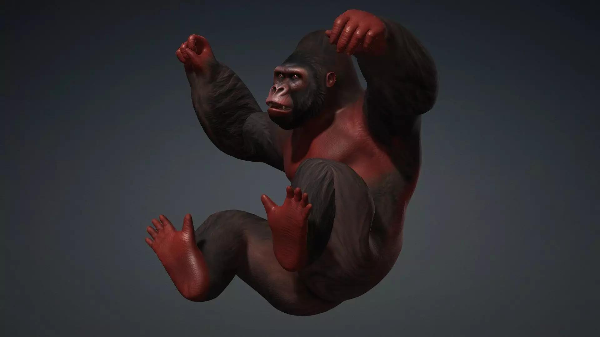 Gorilla-A3 3D model_4
