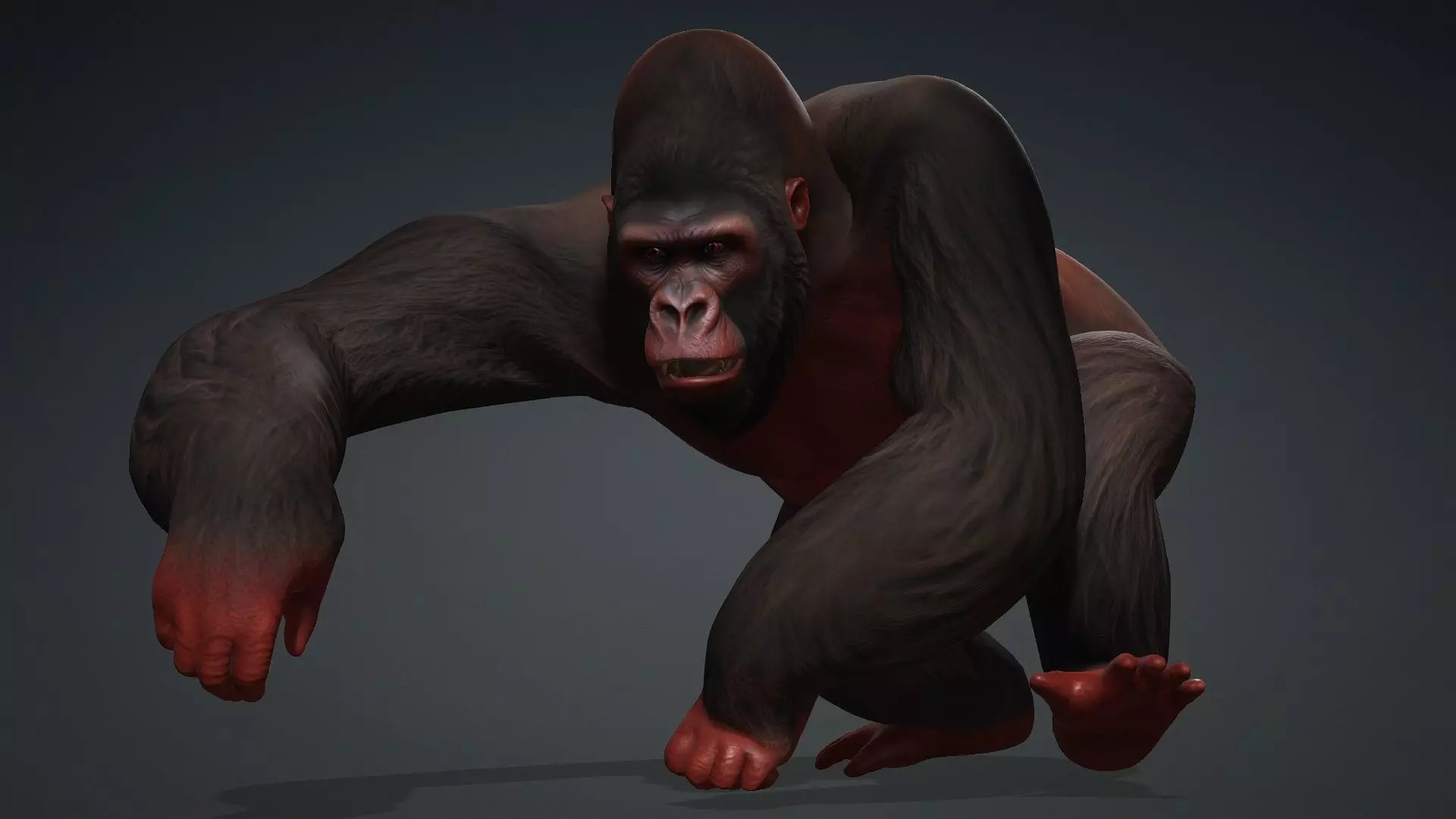 Gorilla-A3 3D model_14