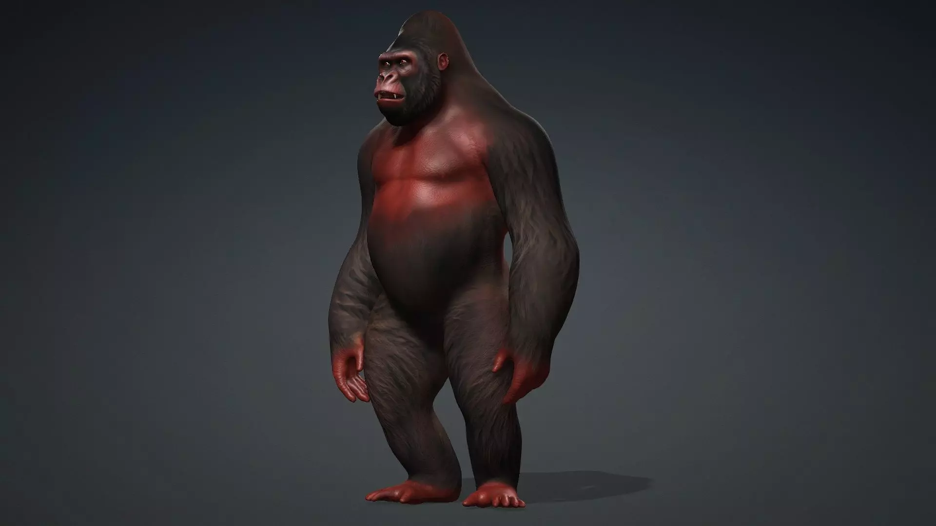 Gorilla-A3 3D model_3