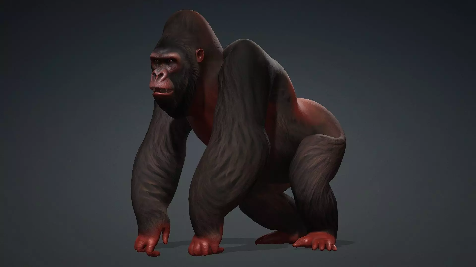 Gorilla-A3 3D model_13