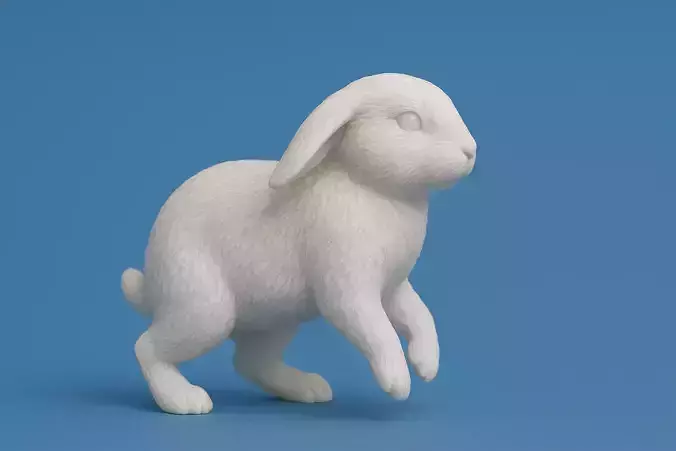 Rabbit Walking Animal