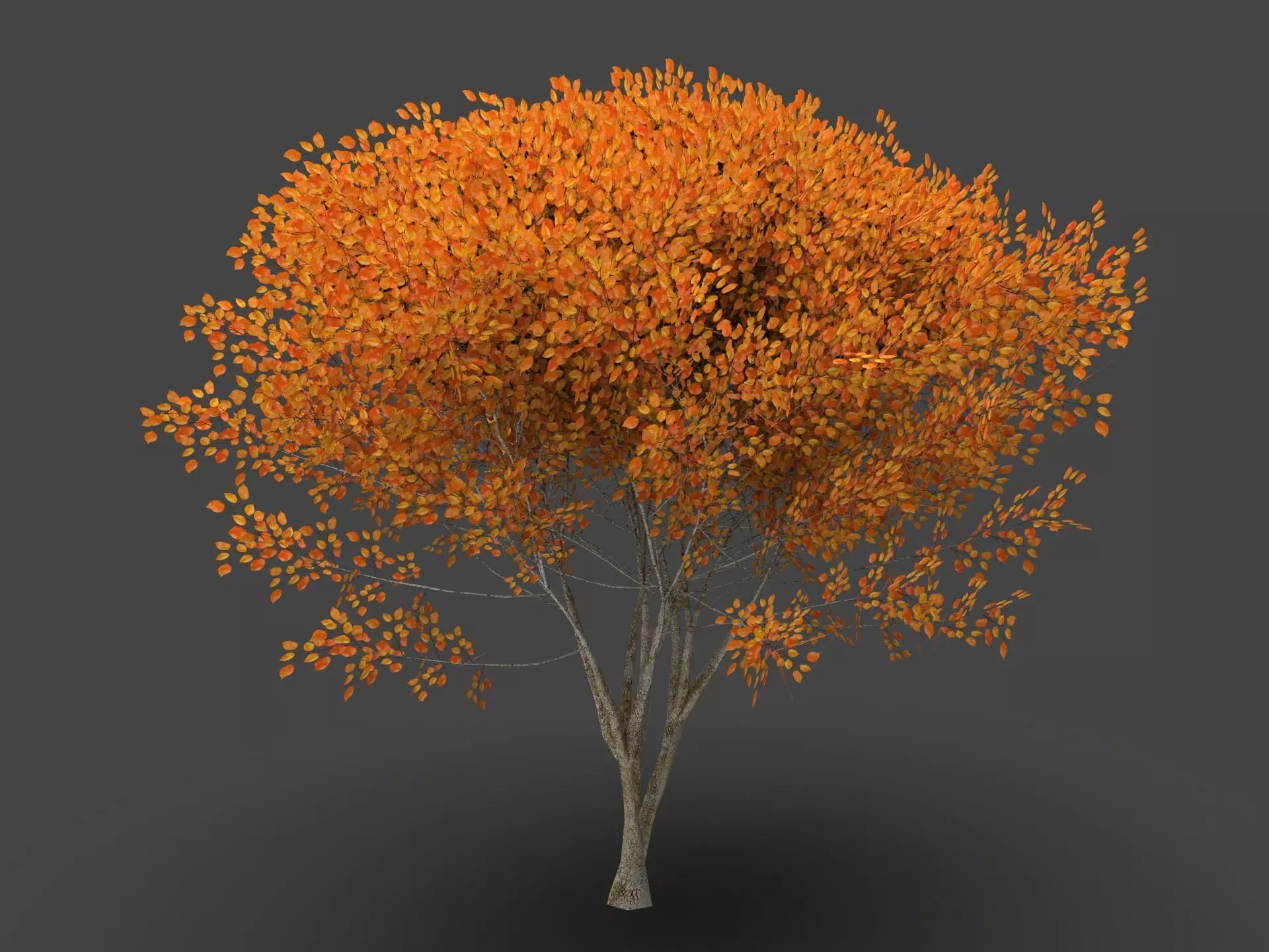  Tree Forest  3D model_2