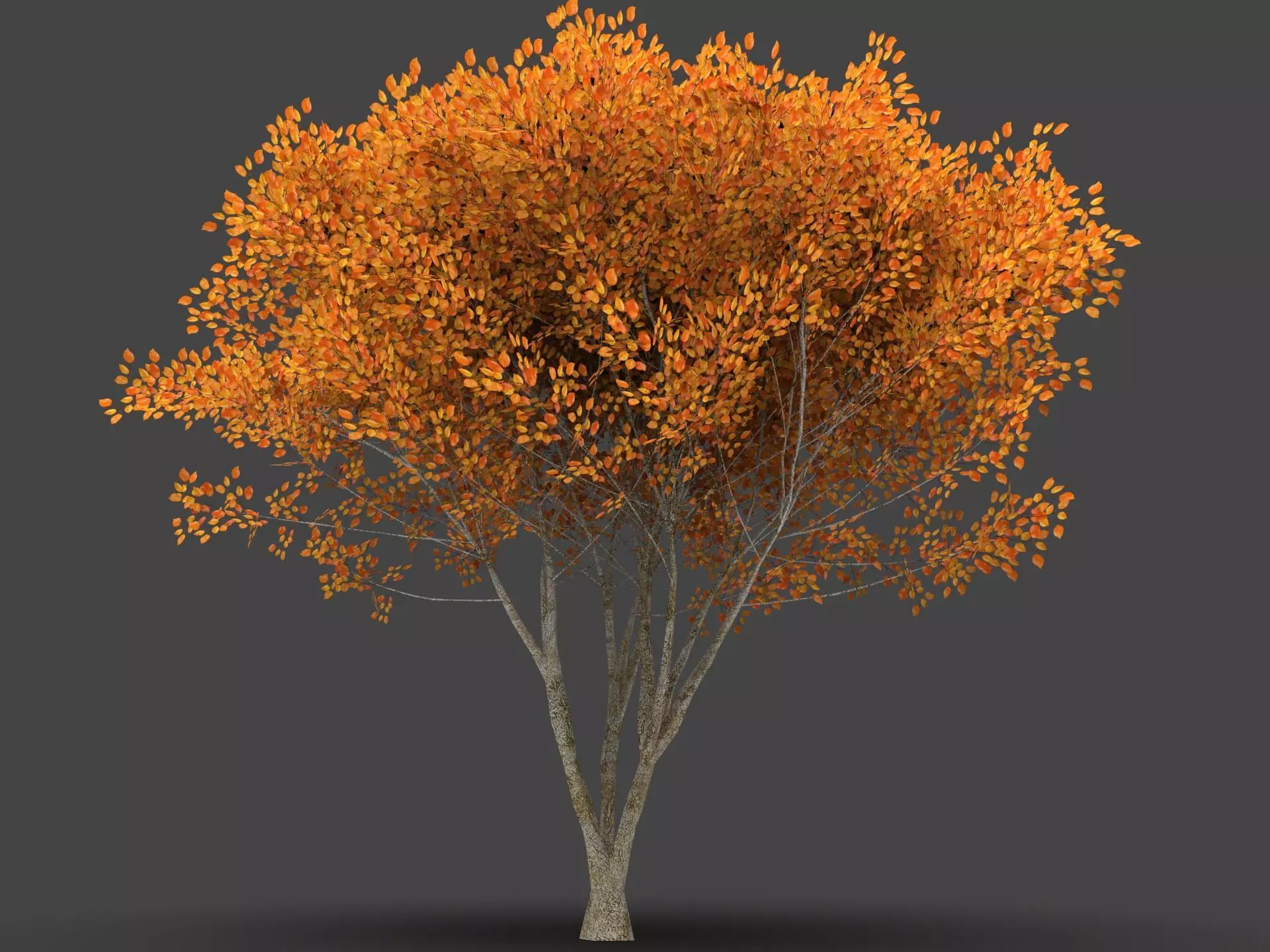  Tree Forest  3D model_5