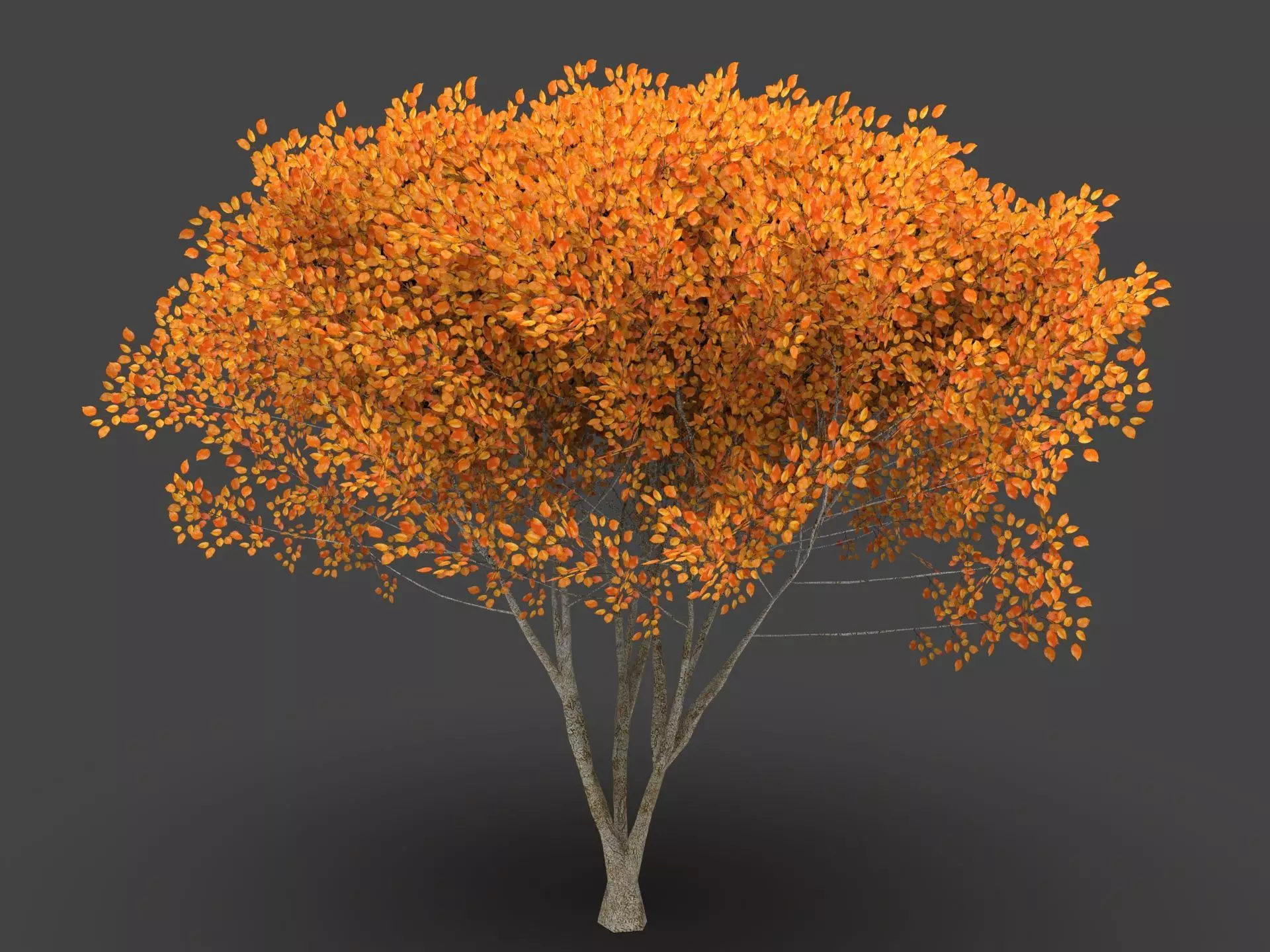  Tree Forest  3D model_0