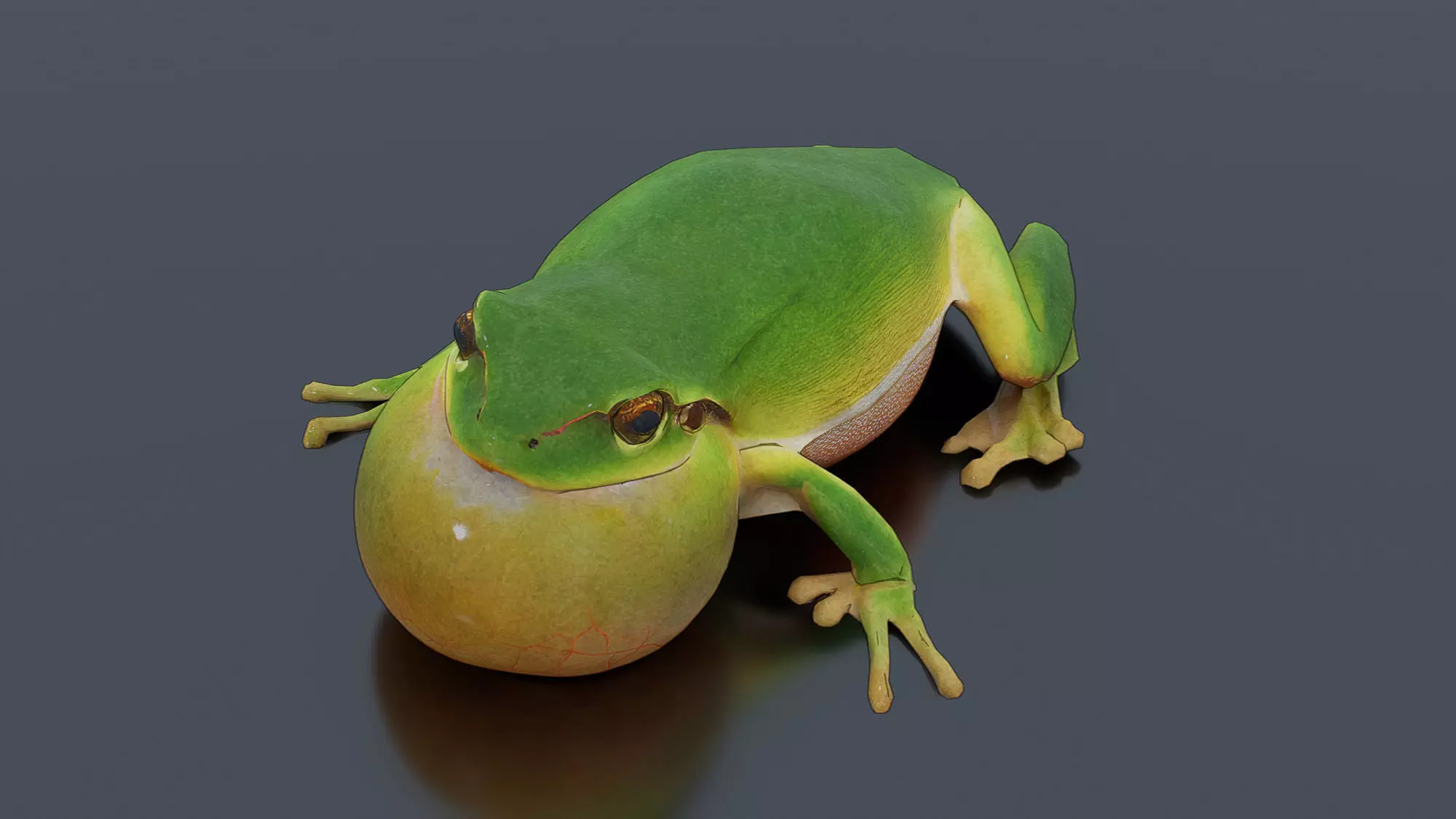 Singing Tree Frog Low-poly 3D model_3