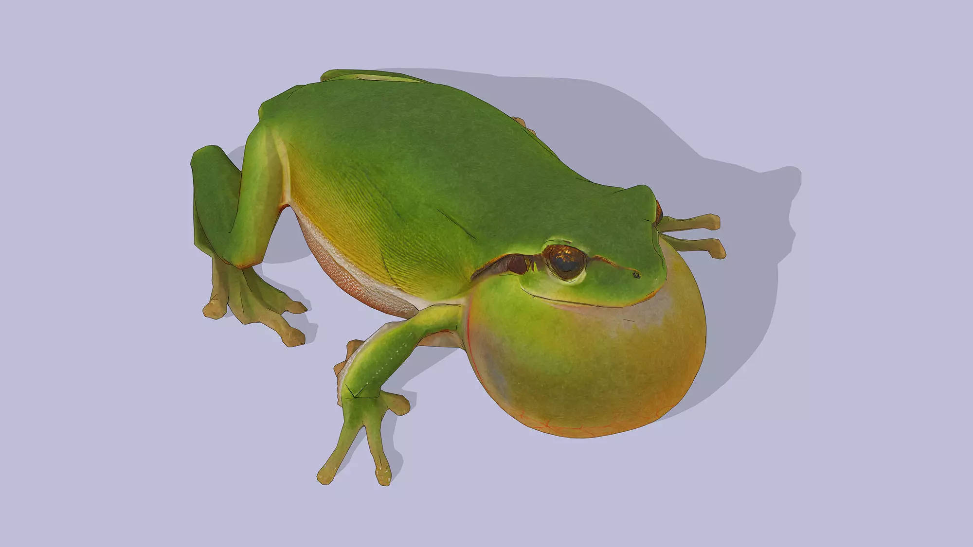 Singing Tree Frog Low-poly 3D model_4