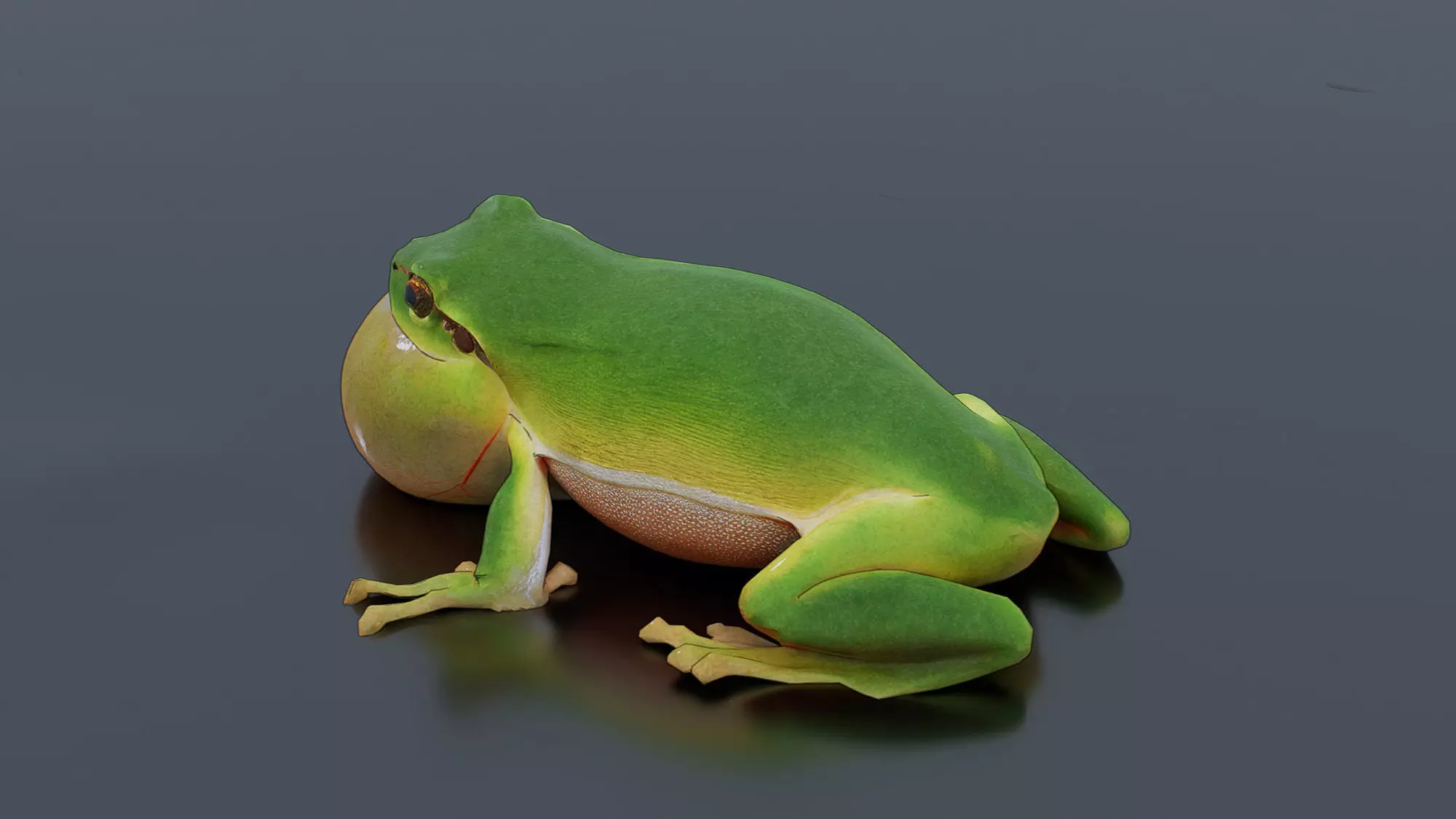 Singing Tree Frog Low-poly 3D model_1