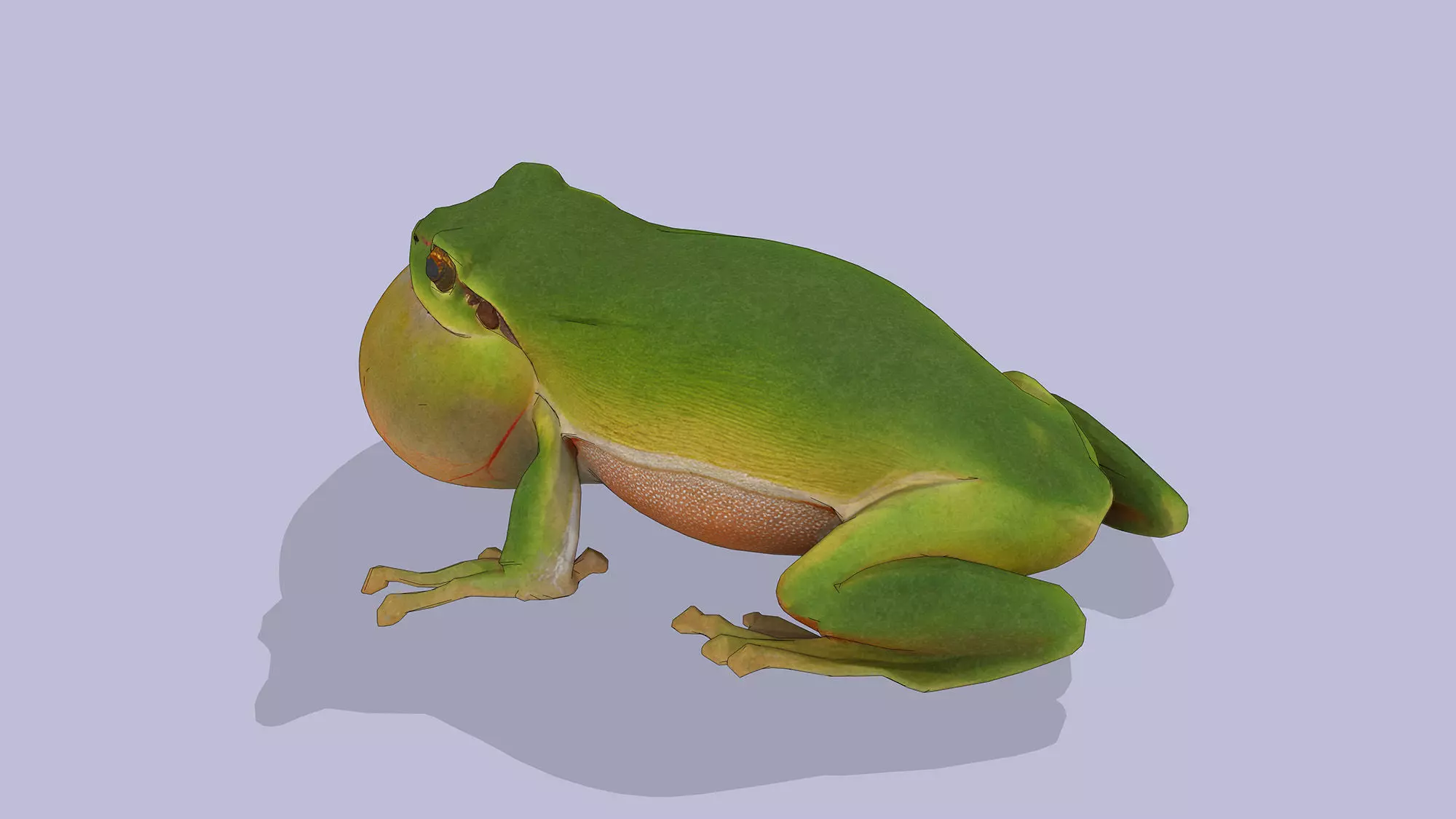 Singing Tree Frog Low-poly 3D model_6