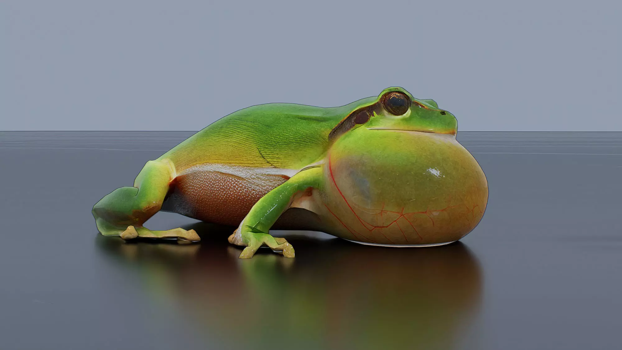 Singing Tree Frog Low-poly 3D model_2