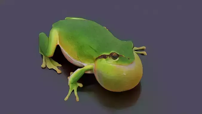 Singing Tree Frog