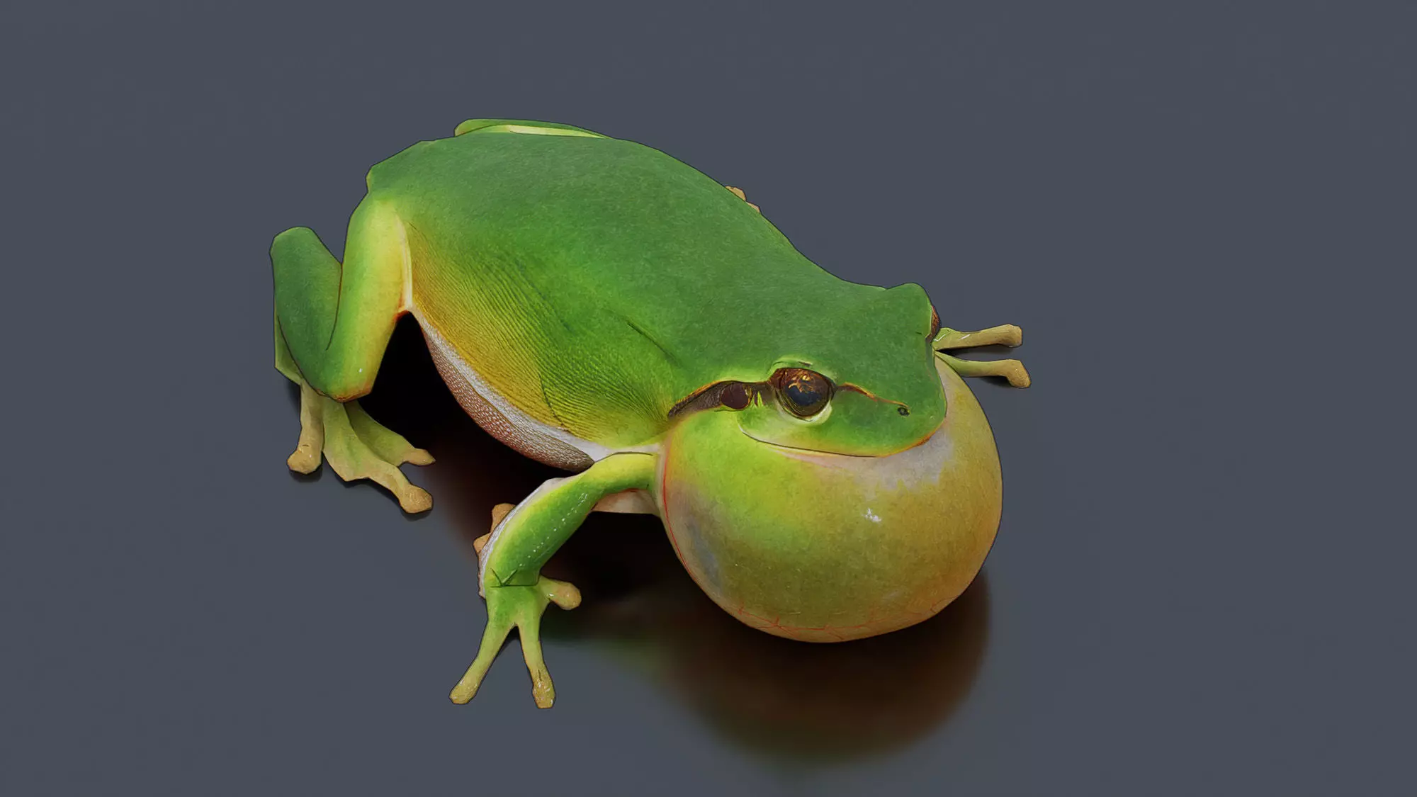 Singing Tree Frog Low-poly 3D model_0