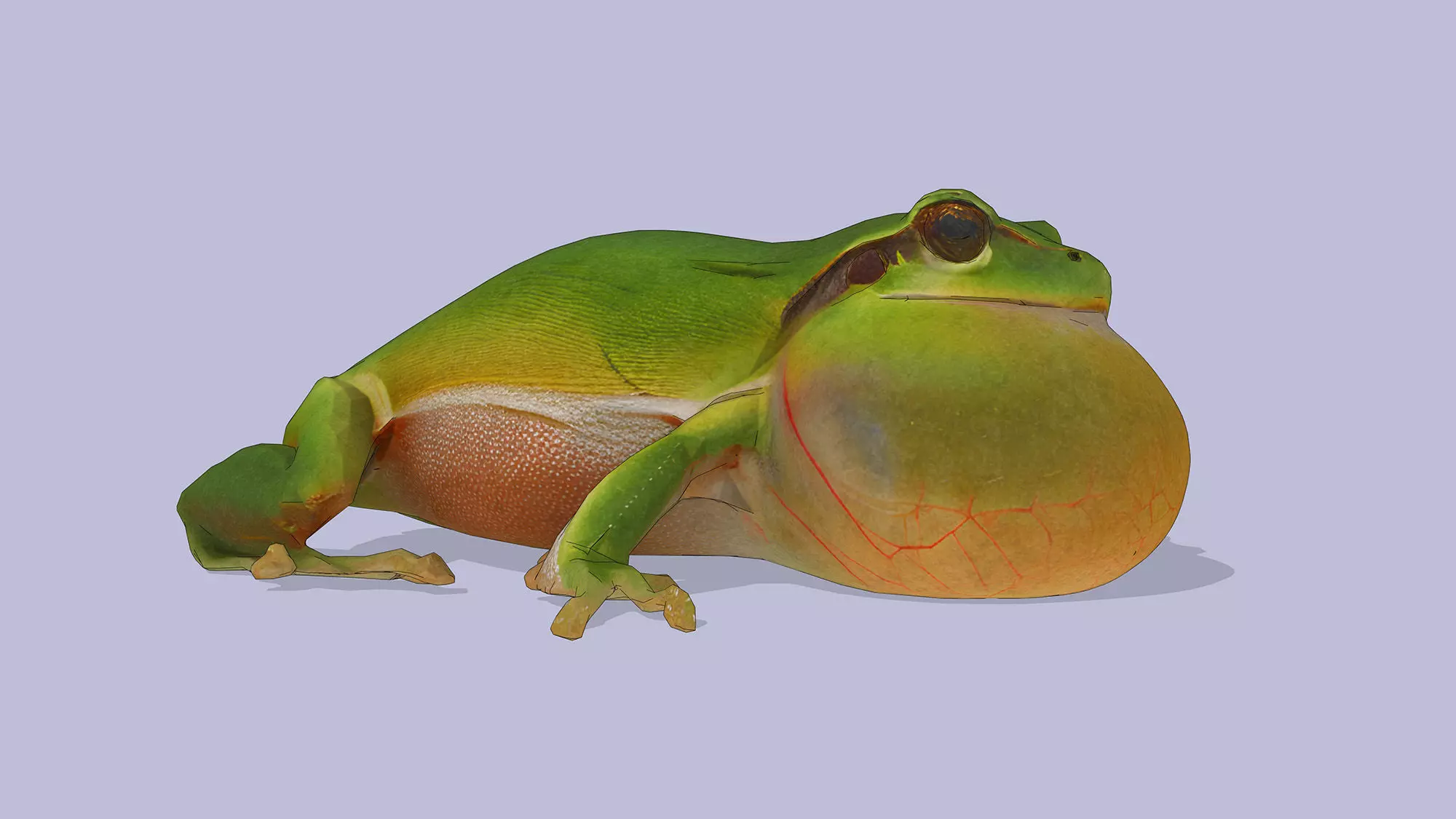 Singing Tree Frog Low-poly 3D model_7