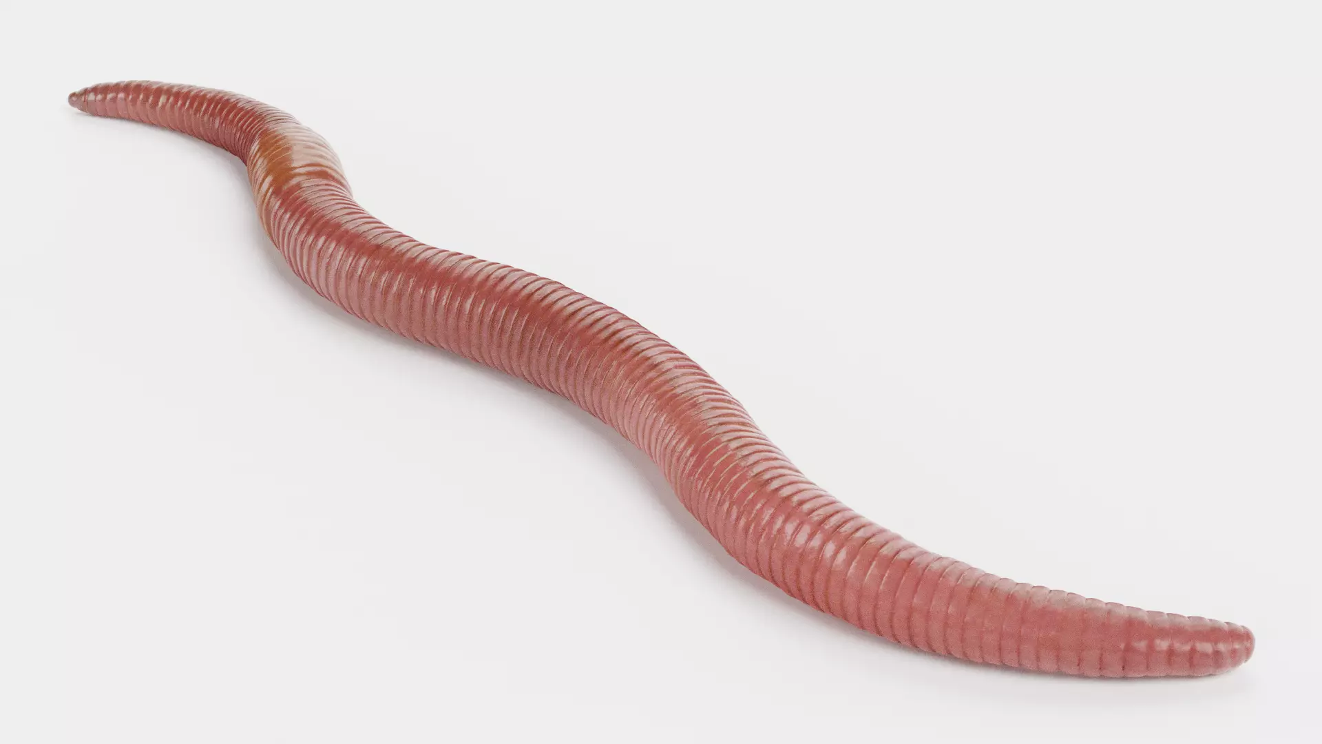 -Earthworm- 3D model_3