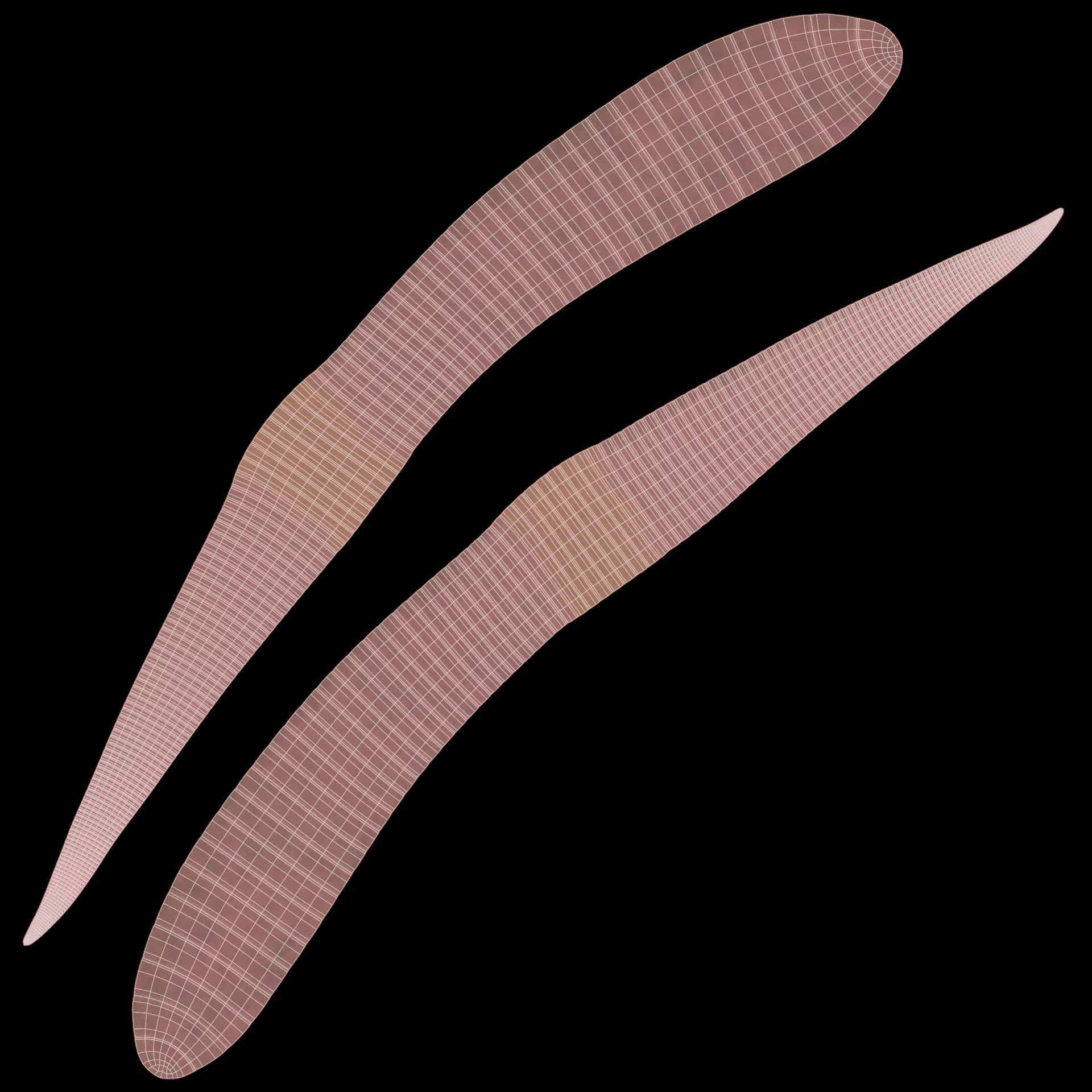 -Earthworm- 3D model_7