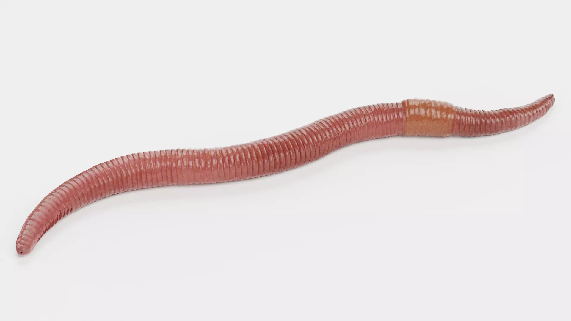 -Earthworm- 3D model_2