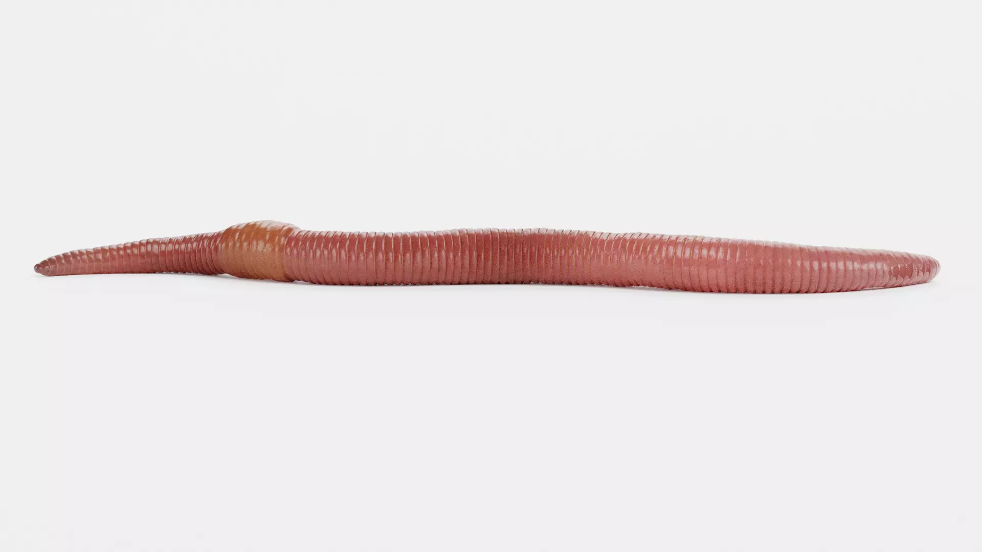 -Earthworm- 3D model_4